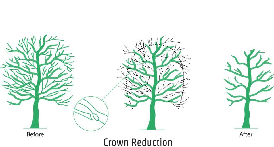 Reduction is a natural process where the crown is reduced by pruning it carefully to make it smaller.