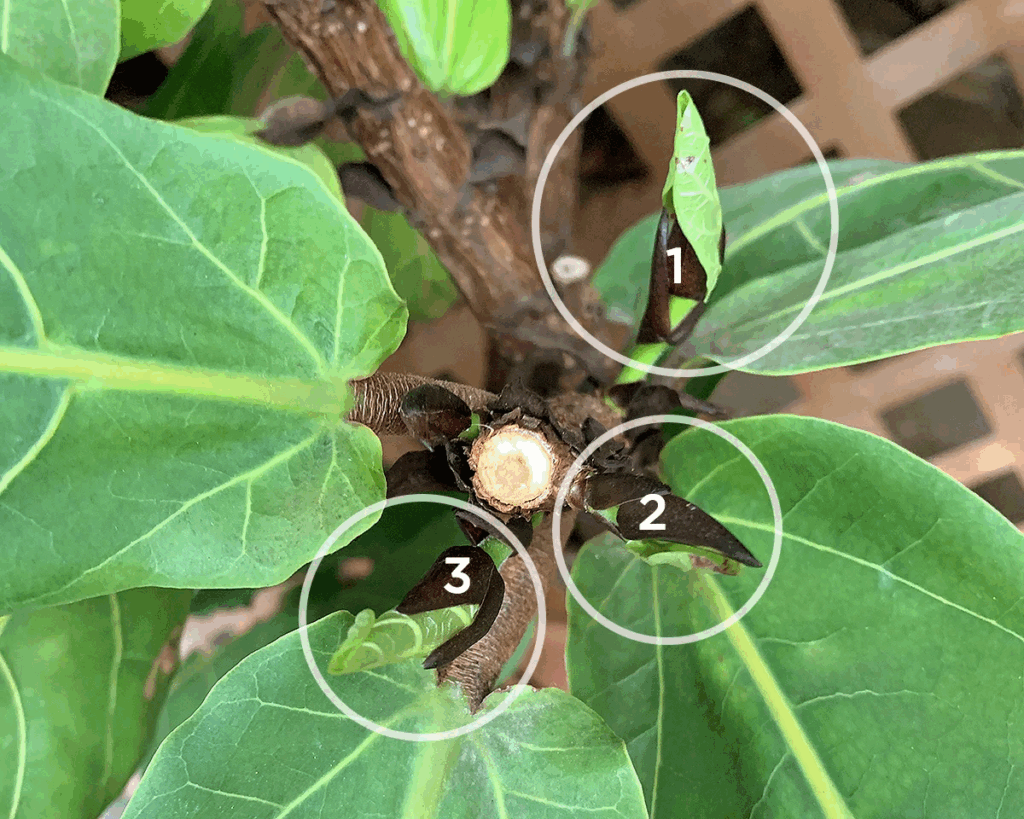 New growth points that occur following pruning demonstrate that healthy cuts that are made in the correct manner will result in numerous healthy shoots that can be used to shape the plant.