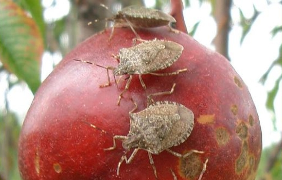 Stink beetles feed on a ripening fruit, causing puncture scars and bruising typical of crop damage.