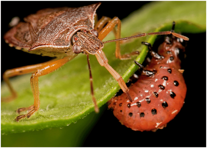 A predatory stink beetle feeding on a caterpillar using its piercing-sucking rostrum.