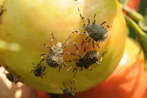 Stink beetles clustered on a tomato, showing their foraging pattern of group feeding that amplifies damage through repeated punctures and toxin spread.