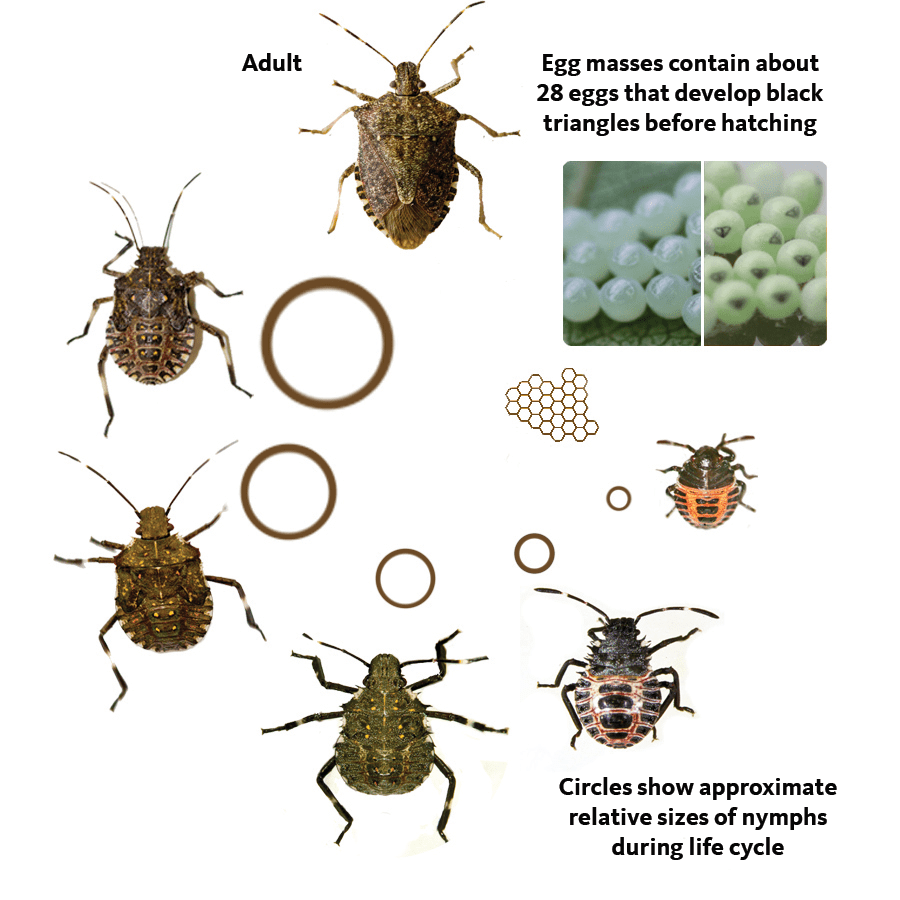 Life cycle of the brown marmorated stink beetle: from clustered eggs to five nymphal stages and finally the adult form.
