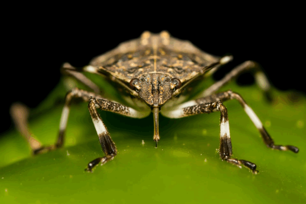 A brown marmorated stink beetle displaying its piercing mouthparts; an organ that enables diet shifts from sap-feeding nymphs to fruit-piercing adults through its lifecycle.