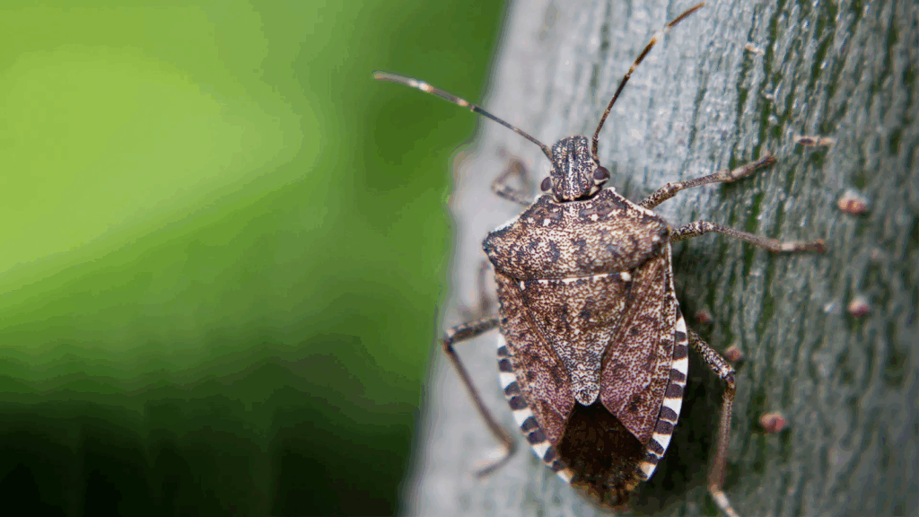 Stink beetle (brown marmorated stink bug) perched on tree bark, ready to feed.