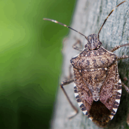What Does a Stink Beetle Eat? Complete Feeding Guide (2025 Edition)