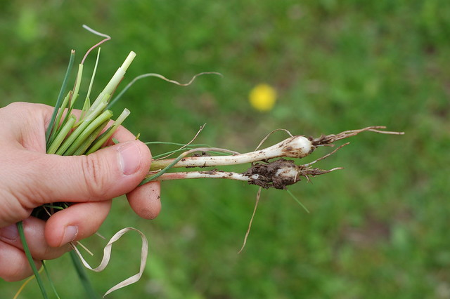 Freshly pulled wild onion grass showing its underground bulbs and roots; the hidden source of yearly regrowth in lawns.