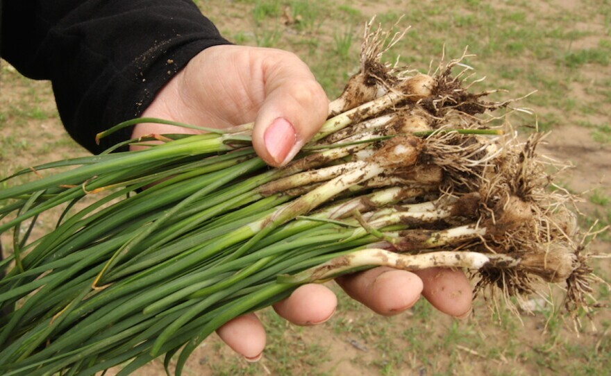 Freshly uprooted wild onion grass, showing the long green shoots and clustered bulbs that allow the weed to regrow each season.
