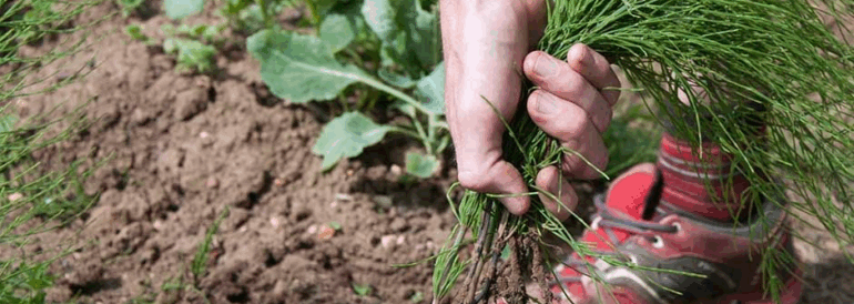 How to Get Rid of Wild Onion Grass: A Complete Homeowner’s Guide