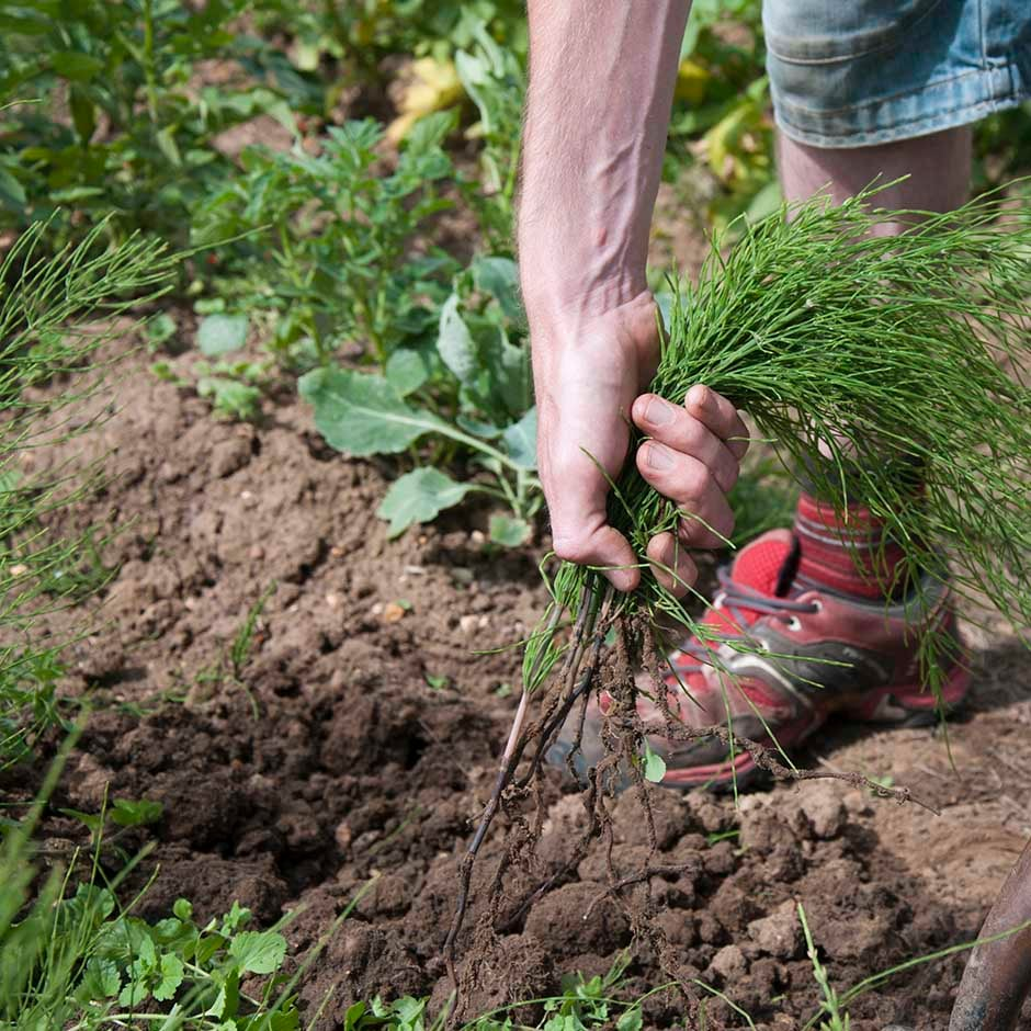 Manual removal of wild onion grass; pulling deeply to extract bulbs and roots for lasting control.