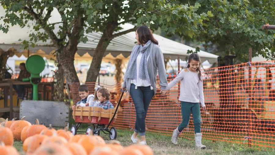 Families enjoy a crisp autumn afternoon at a Seattle pumpkin patch, celebrating the city’s fall festival season in full swing.