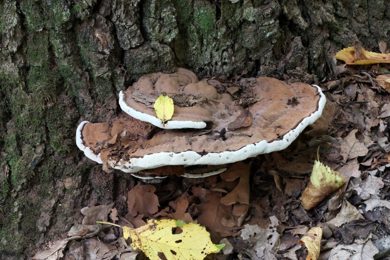 Fungal Fruiting Bodies and Growth Abnormalities