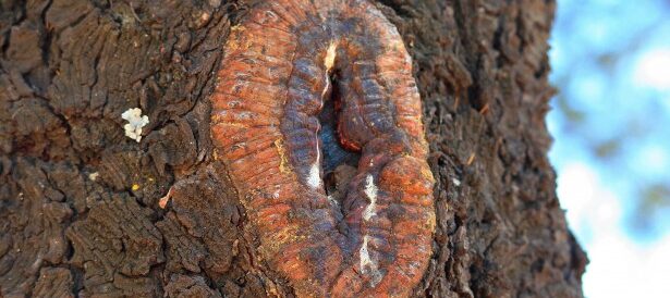 Signs of Tree Disease: 5 Critical Warning Symptoms &amp; Quick Treatment Guide