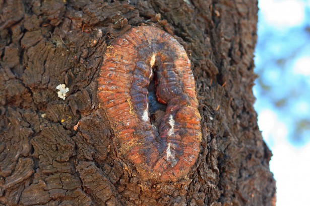 Cankers and Bark Abnormalities
