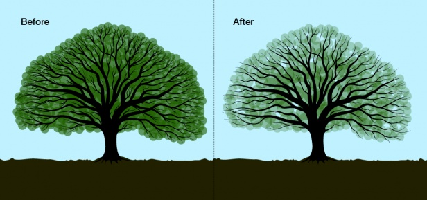 Premature Defoliation and Crown Thinning