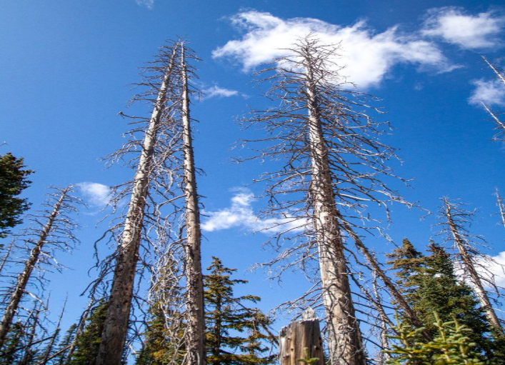 Severe bark stripping; exposing the tree’s vulnerable inner layers.