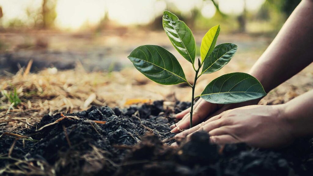 Planting a young sapling in rich soil to support its growth and development.