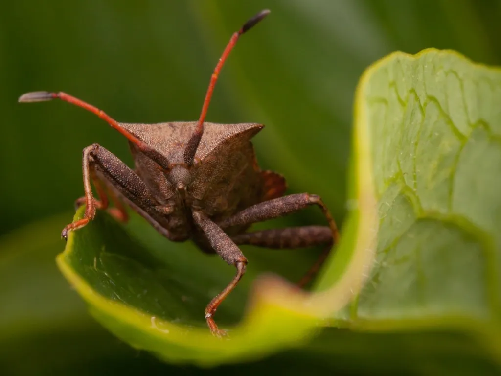 A close-up shot of an insect perched on a leaf, showcasing its intricate details.