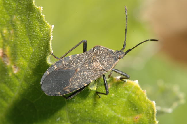 An adult squash bug rests on a leaf, showing its distinctive shape and markings.