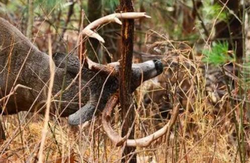 A deer uses its antlers to rub against a tree, causing damage to the bark and potentially harming the tree.