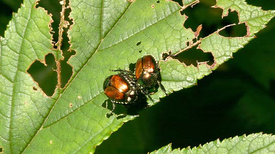 Beetles are feeding on a leaf, causing noticeable damage.