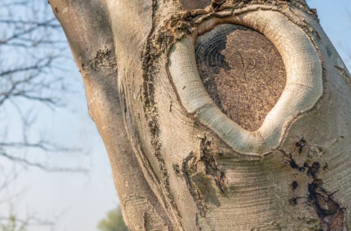 A tree shows a distinctive wound where bark has been stripped, revealing the inner wood.
