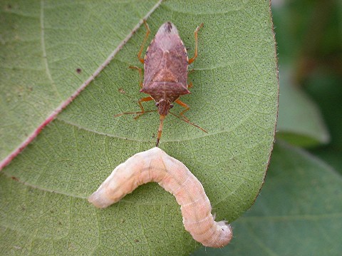 A spined soldier bug and its larva on a leaf, showcasing pest interaction.