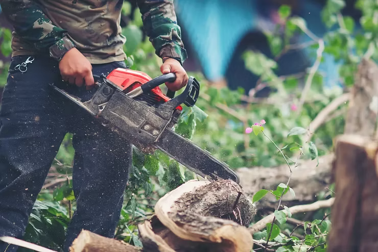 A lightning struck tree being cut and cleared as part of the immediate safety steps after severe storm damage.