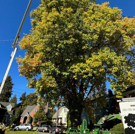 Native Tree Replanting Resource Guide for Seattle