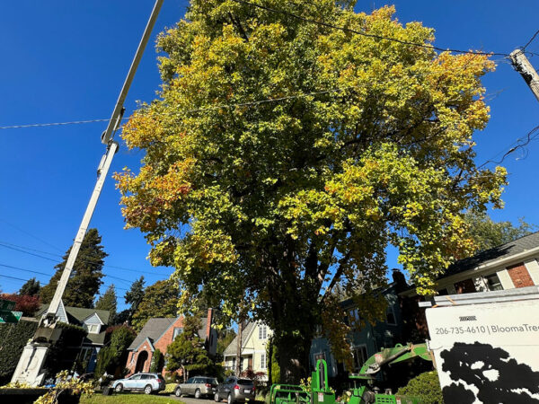 Blooma Tree team using equipment for tree care in a residential area.