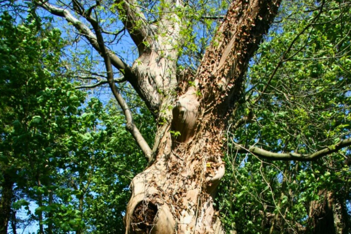 A tree stands strong, its bark weathered and marked by time, amid the surrounding greenery.