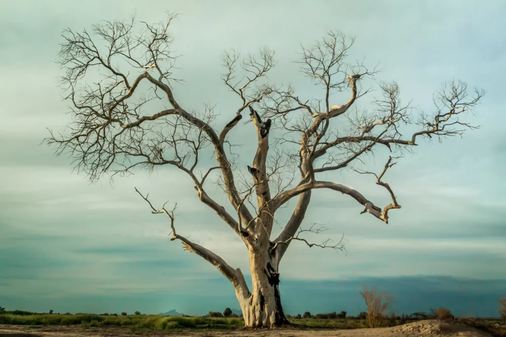 A lone, leafless tree stands as a stark reminder of nature's resilience and decay.