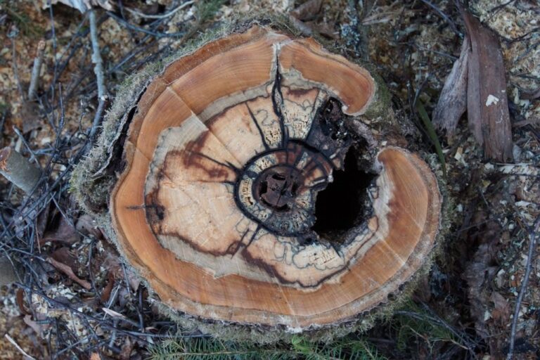 Tree Hit by Lightning: Complete Identification, Treatment, & Recovery