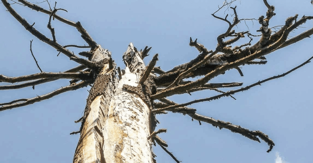 Lightning stripped the trunk bare and left the branches scorched into a stark, skeletal crown.
