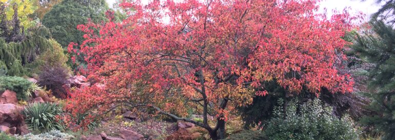 Vibrant fall foliage on a Japanese maple tree showcasing beautiful red and orange hues.