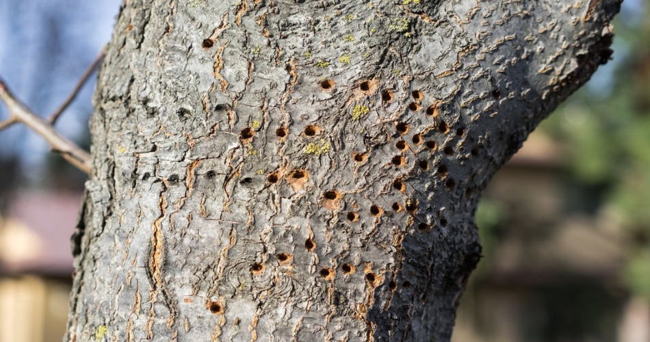 Rows of small round holes created by woodpeckers feeding on the tree’s sap.