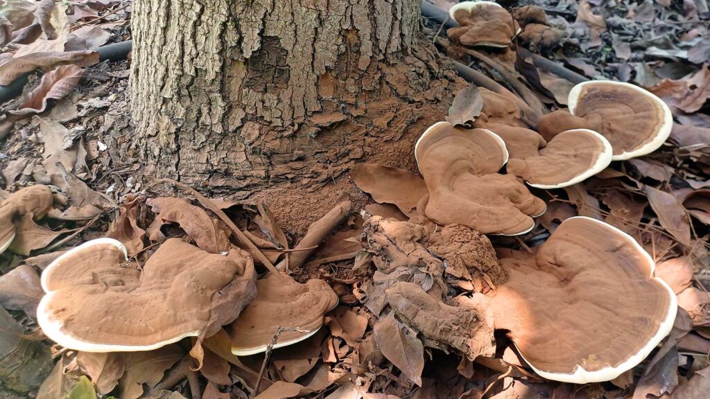 Fungal growth at the base of a tree, indicating potential root rot and decay.