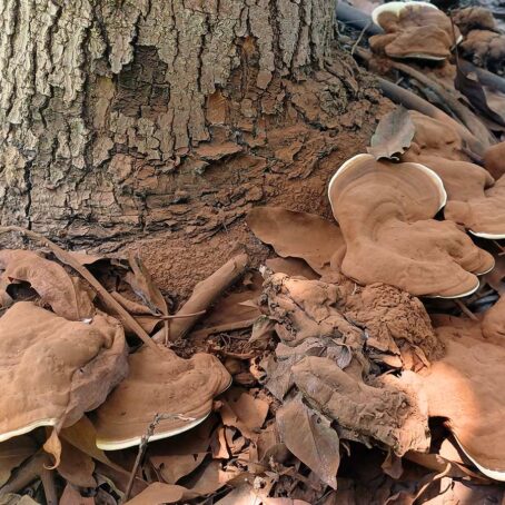 Mushrooms Growing on Your Tree? What They Really Mean for Tree Health