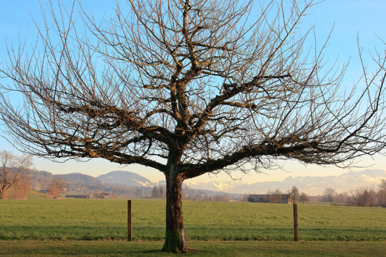 A lone, leafless tree stands as a stark reminder of nature's resilience and decay.