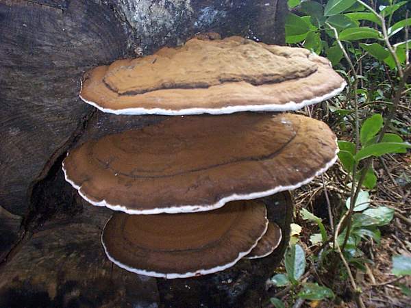 Stacked fungal growth on a tree, indicating possible wood decay and weakening.