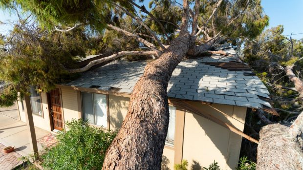 A fallen lightning struck tree damaging a home roof, showing when insurance coverage usually applies after a severe storm.