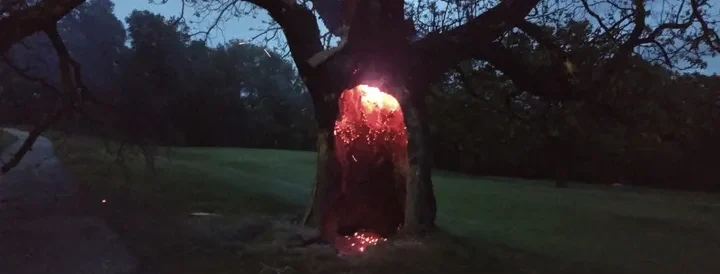 Tree Hit by Lightning: The Complete Identification, Treatment, and Recovery Guide