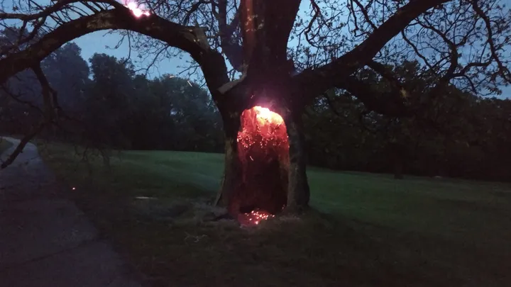 Lightning hollowed the trunk from within, leaving the heart of the tree glowing like a furnace in the dark.