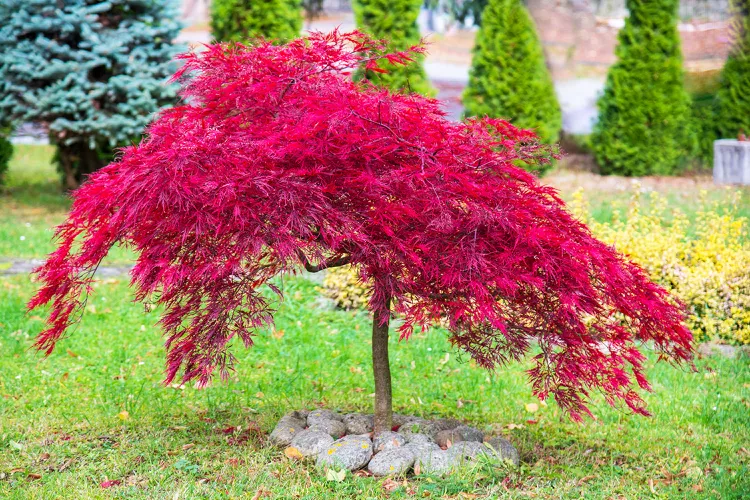Japanese Maple tree showcasing vibrant red foliage in a garden.