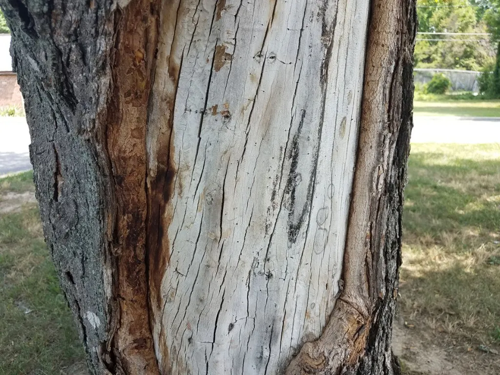 Visible bark damage exposes the inner wood, signaling potential decay and weakening in the tree.