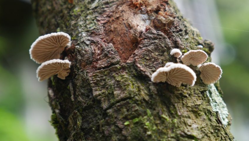 Fungi growing on a tree, often signaling internal decay and weakened health.