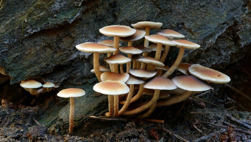 A cluster of mushrooms growing on decaying wood, signaling fungal activity.