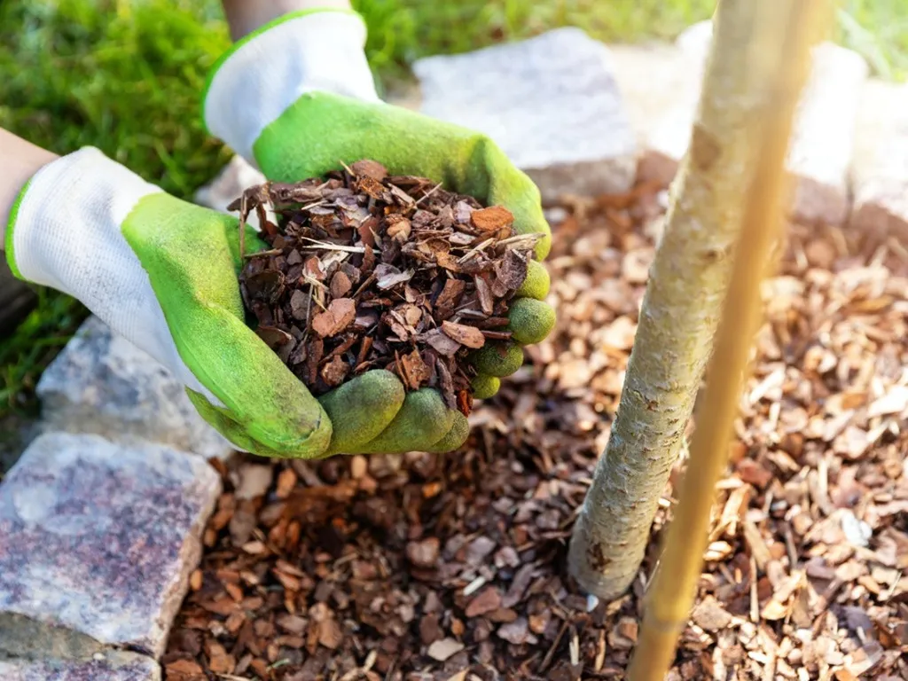 Applying mulch around a young tree to enhance growth and moisture retention.