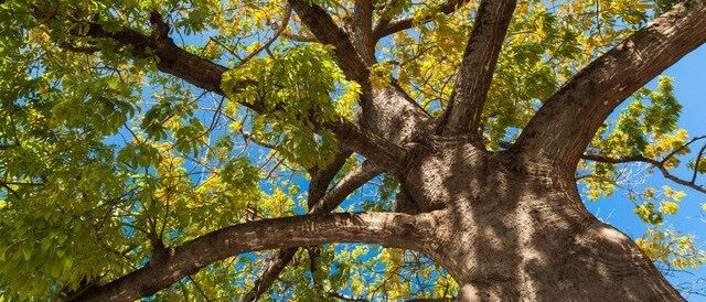 A healthy tree thrives under the clear blue sky, its branches reaching out in vibrant green.