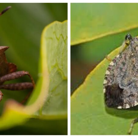 Squash Bug vs Stink Bug: How to Identify & Control Each Garden Pest