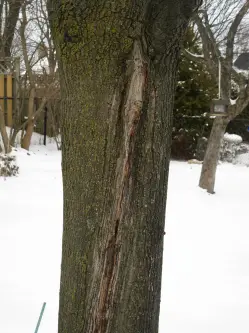 A tree trunk showing a long vertical bark wound, likely caused by winter damage or sun scald.